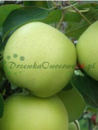 Pepiniera de pomi fructiferi si arbuști, vânzare prin corespondență de plante, vânzare cu ridicata cu amănuntul Polonia
